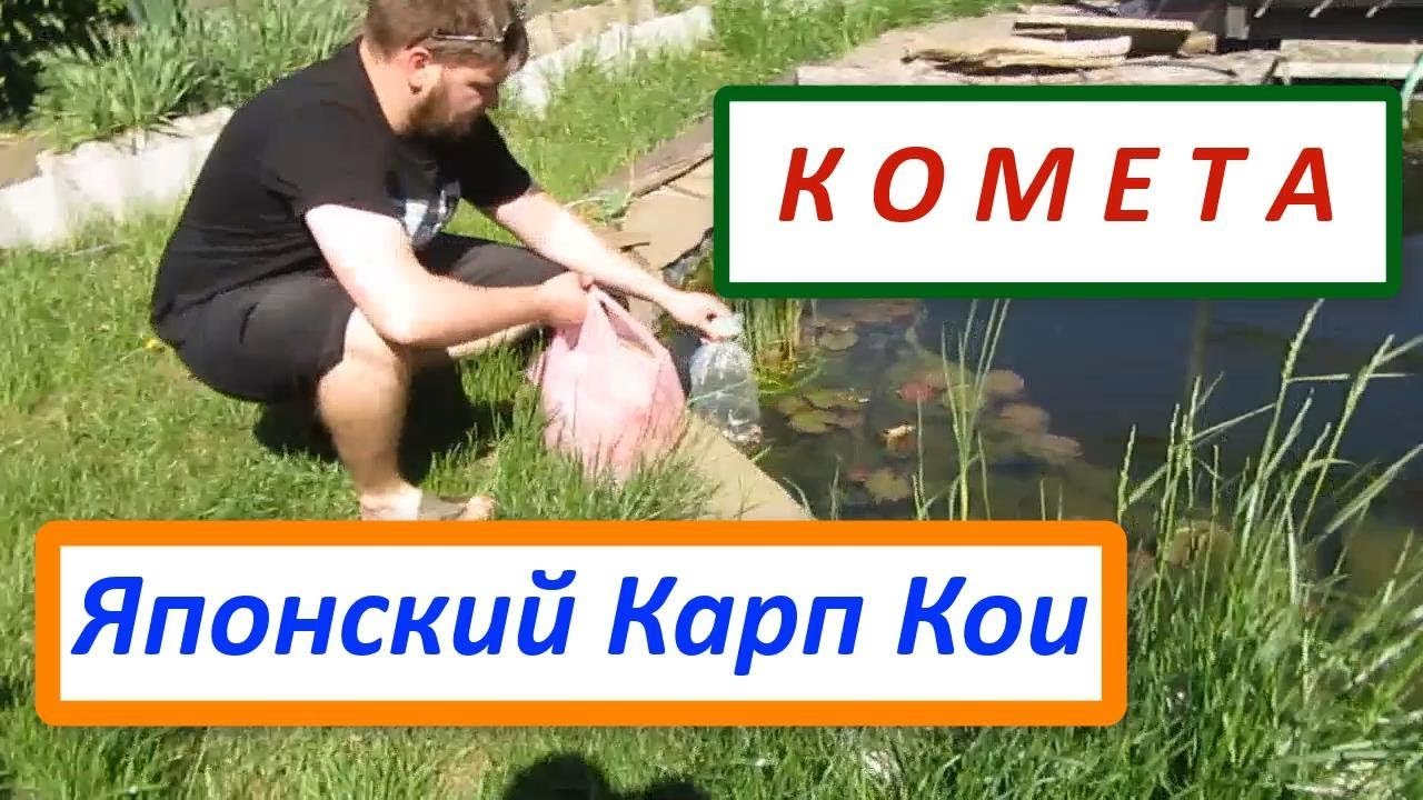Покупка рыб для пруда. Карп кои и комета, золотая рыбка