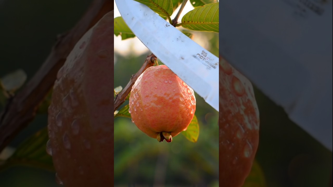 Gouava😋 Cutting👀 Asmr fruit cutting #ASMR #FruitCutting #Guava #SatisfyingVideo #KnifeCutting #ai