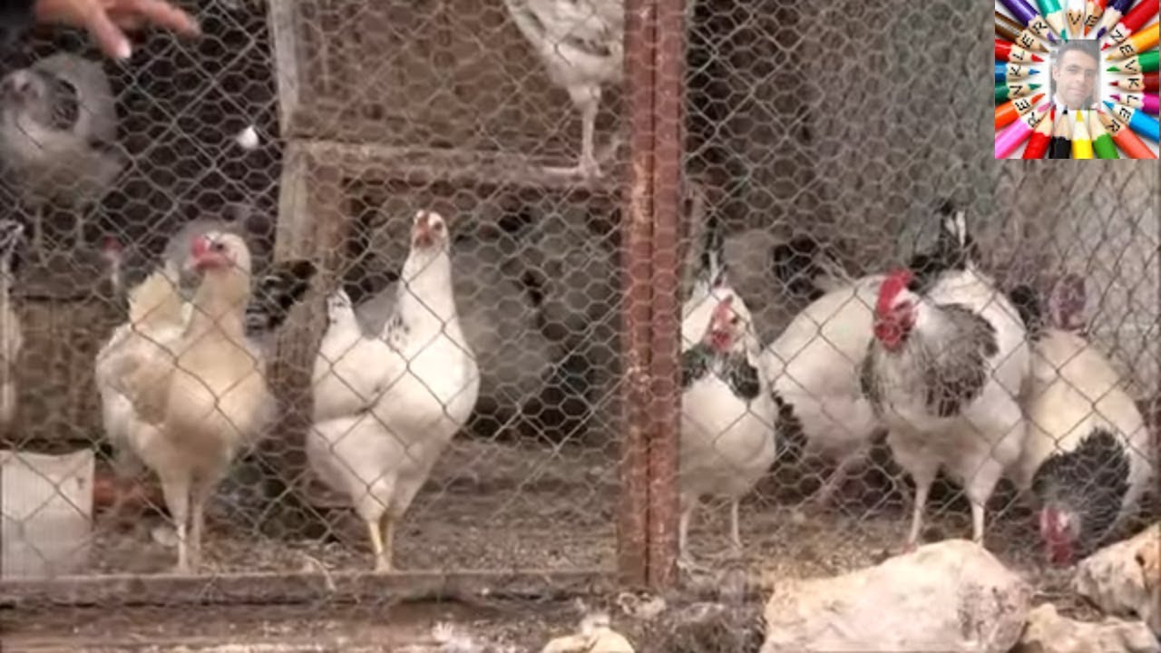 Baktım Olacağı Yok Gittim Yeniden Tavuk Aldım