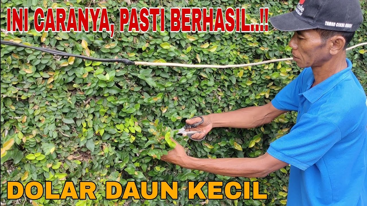 Cara perbanyak tanaman rambat DOLAR DAUN KECIL dengan stek batang