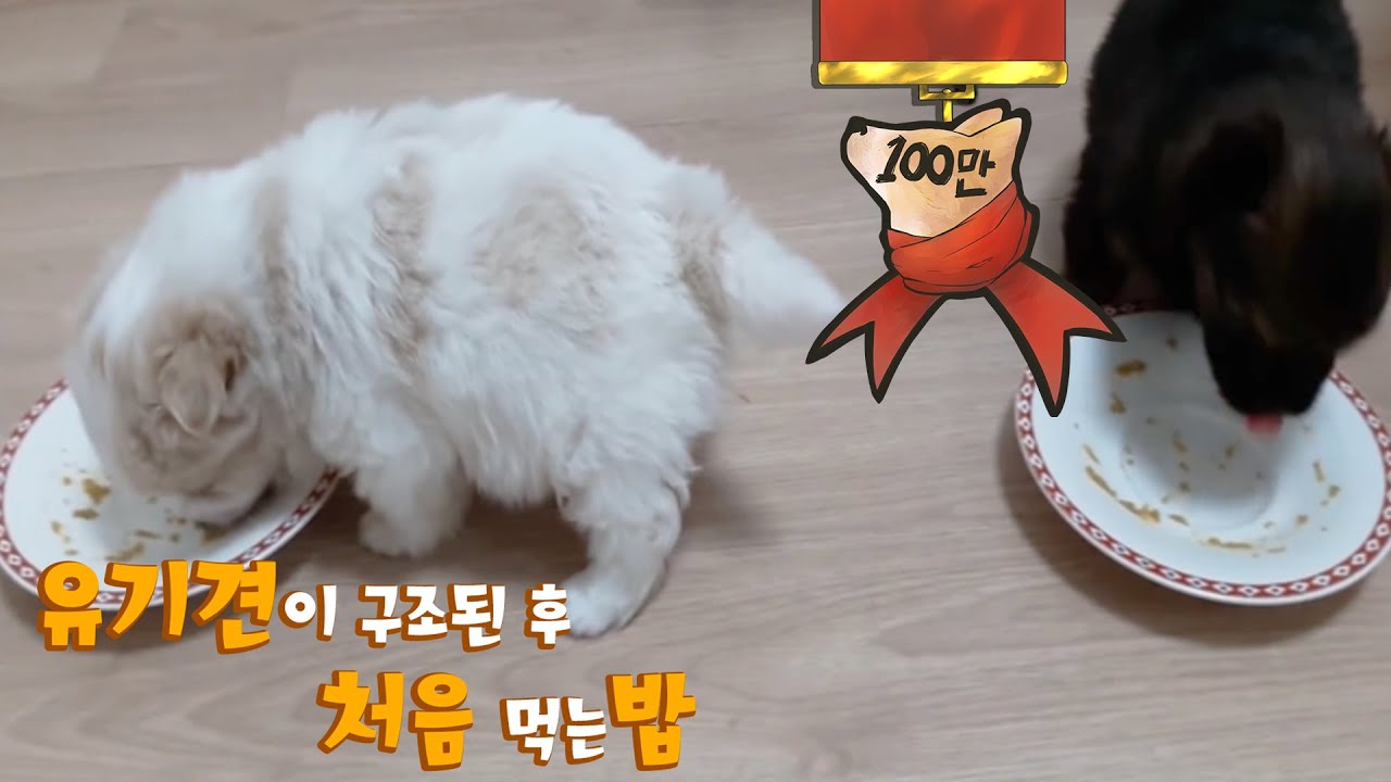 EP3. 유기견을 구조한 뒤 처음으로 밥을 주었더니