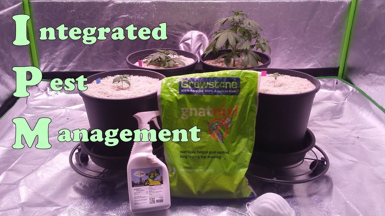 IPM for my 4 autoflower cannabis plants
