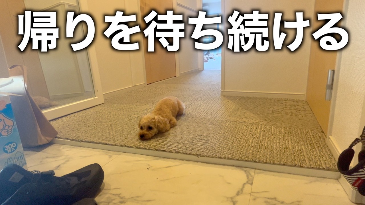 飼い主が帰宅するまで玄関で待ち続ける甘えん坊トイプードル