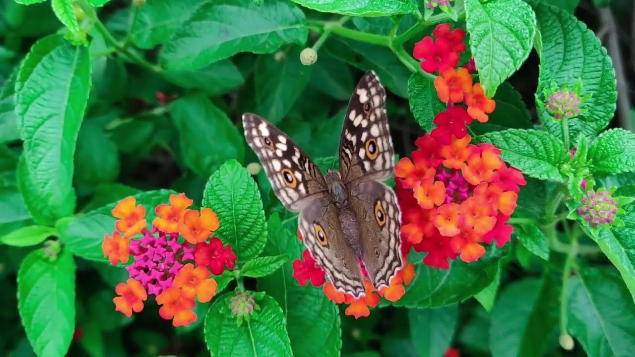Flowers of Nature | Relaxing Piano Music for Calm Focus & Stress Relief