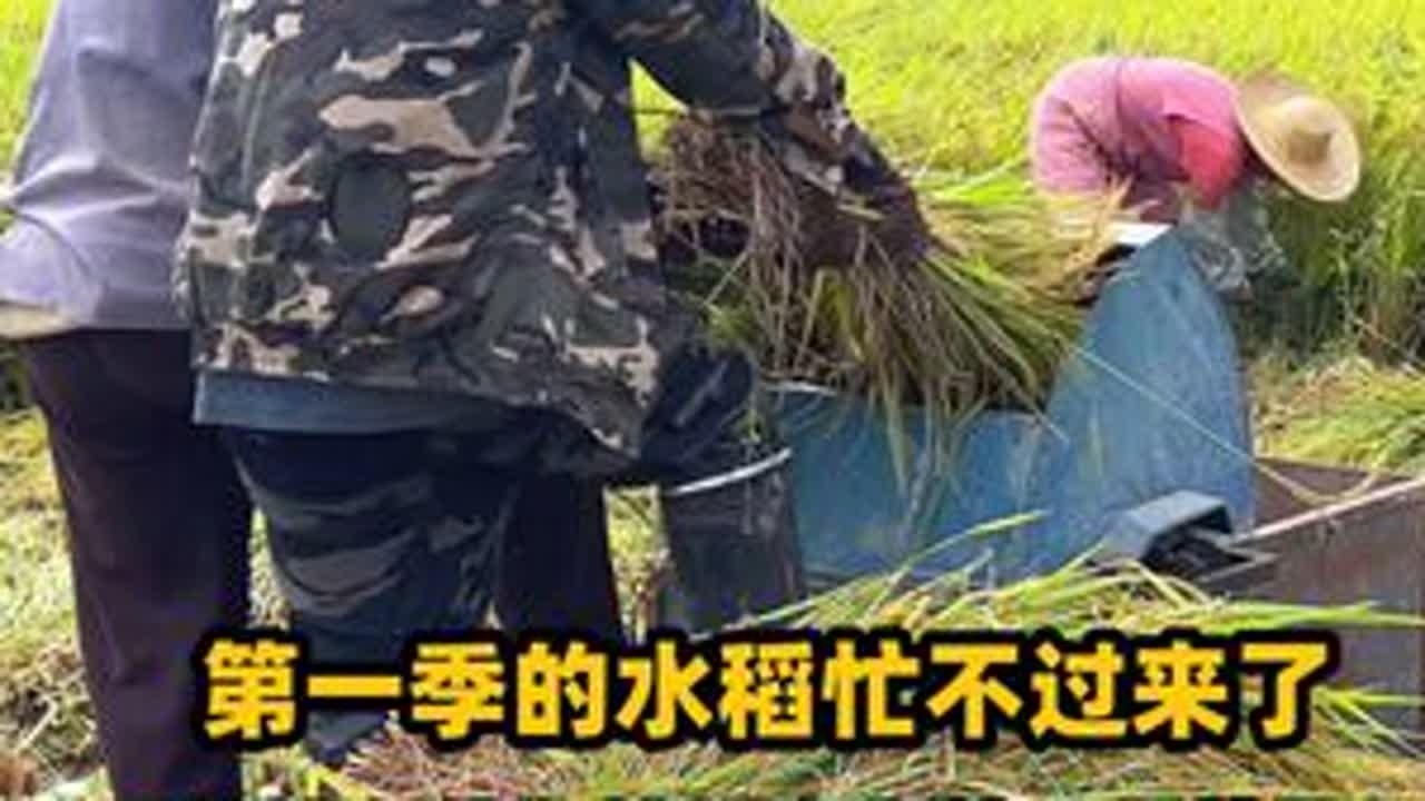 水稻割不过来，只能花钱请两位阿姨过来帮忙！现在的人工也很贵的 #农村 #水稻 #工人 #我的乡村生活 #广西