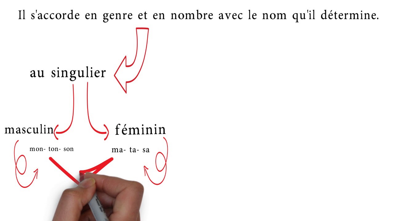 4 AEP Grammaire: Les adjectifs  possessifs