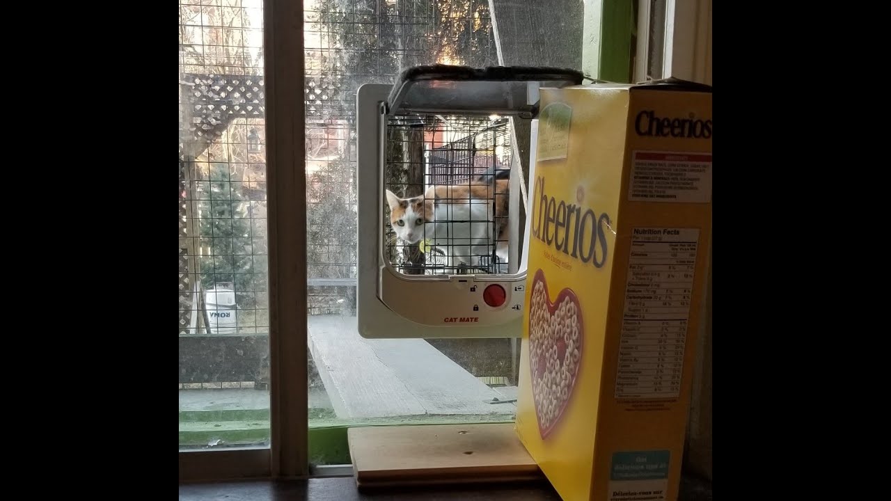 Entrainement à la chatière