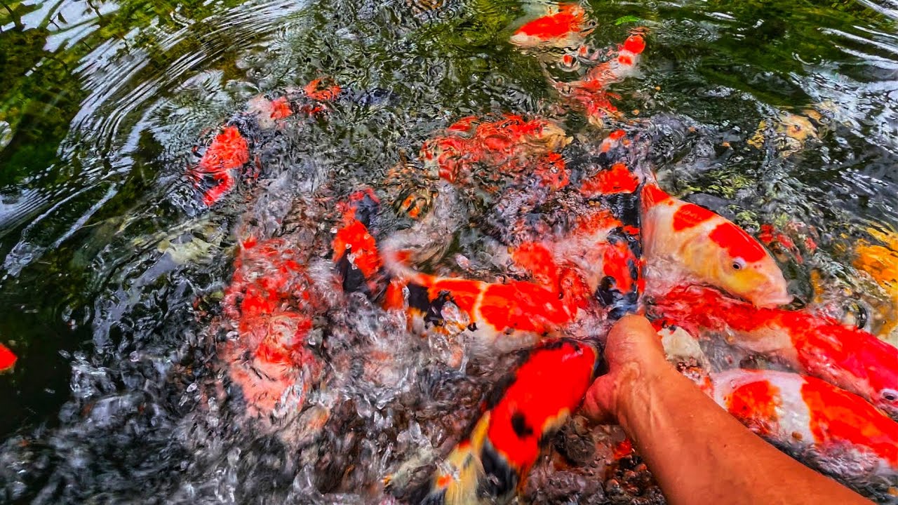 Hand Feeding Hungry Koi Fish | Satisfying Koi Feeding Frenzy