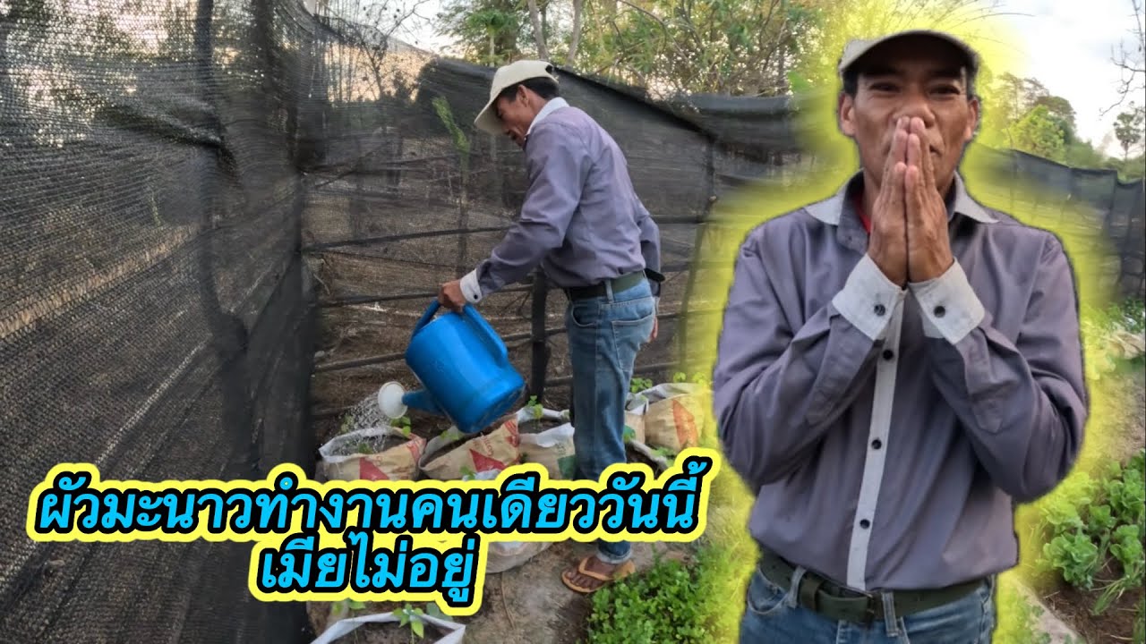 ด่วน‼️ วันนี้ผัวมะนาวทำงานคนเดียวเพราะเมียไม่อยู่ #ตู้สิทธิปันสุข 16/3/2026￼