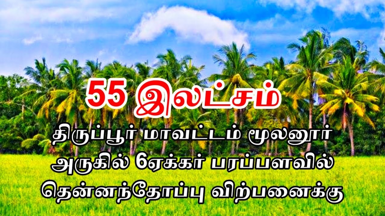 திருப்பூர் மாவட்டம் மூலனூர் அருகில் 6 ஏக்கர் பரப்பளவில் தென்னந்தோப்பு விற்பனைக்கு.55 இலட்சமா???
