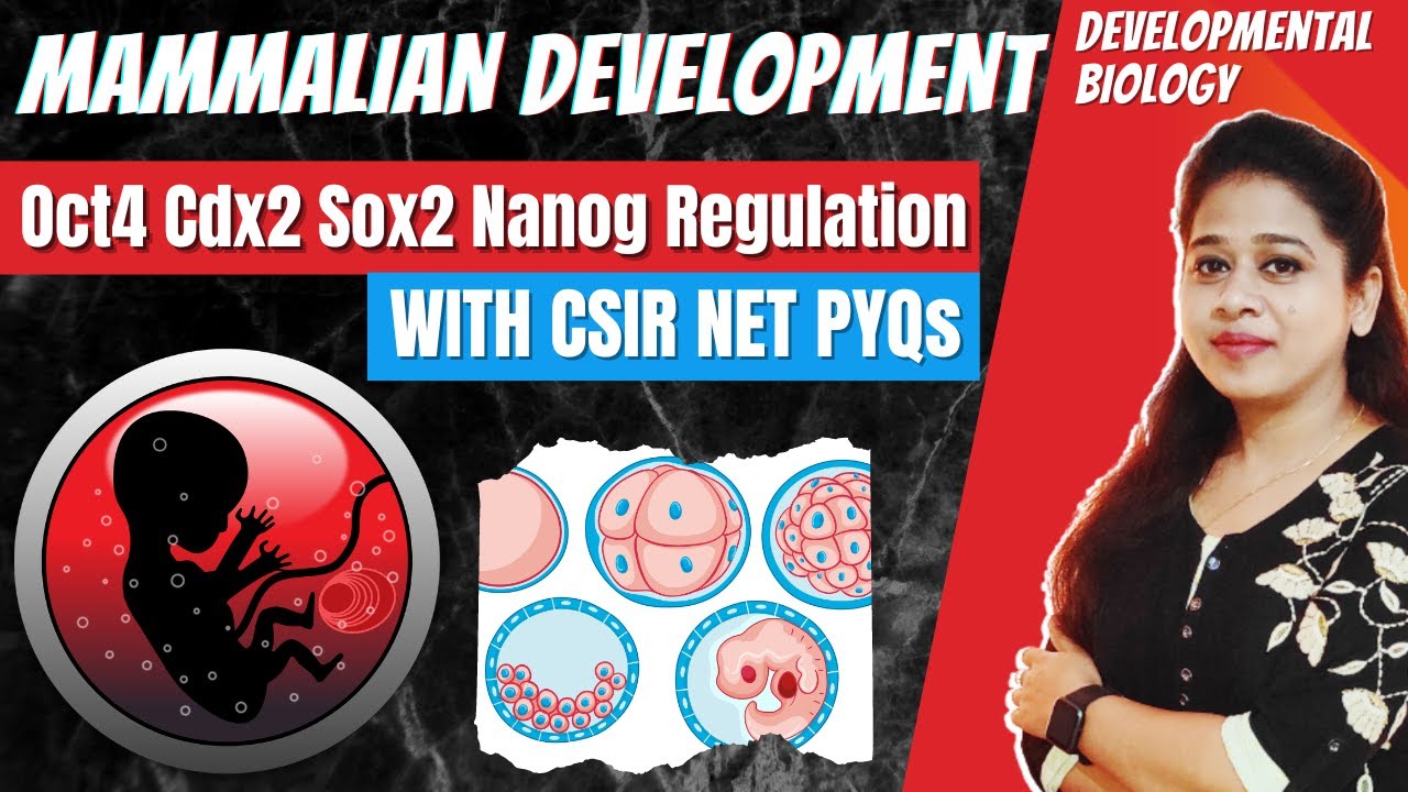 Mammalian Development | Anterior Posterior Patterning  | Blastocyst | Inner Cell Mass | CSIR PYQs