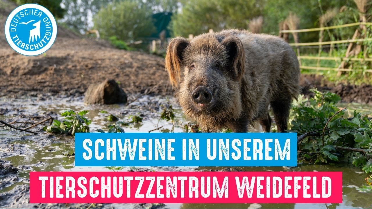 Schweine in unserem Tierschutzzentrum Weidefeld