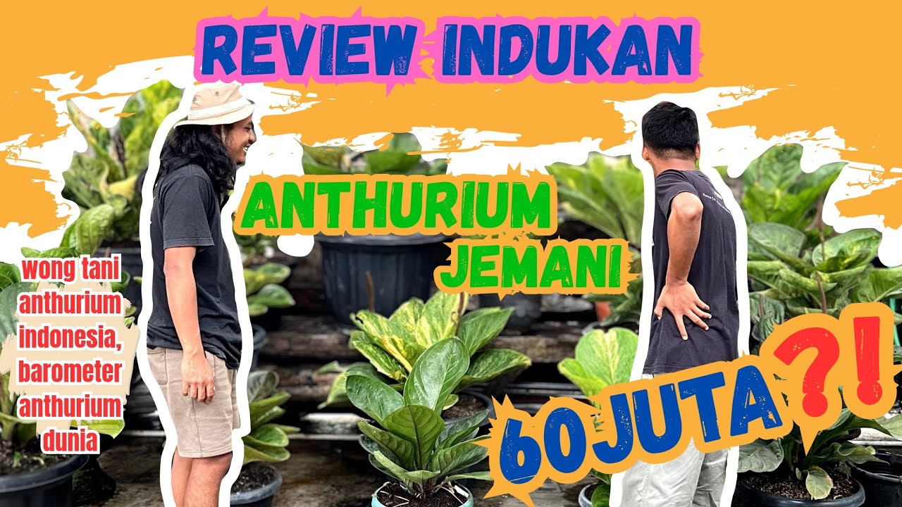 WOW ANTHURIUM JEMANI 60 JUTA😱 | BINTANG NURSERY | DES GREENHOUSE | BANDUNGAN | KABUPATEN SEMARANG