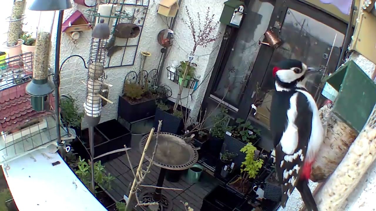 Wildvögel auf meinem Balkon