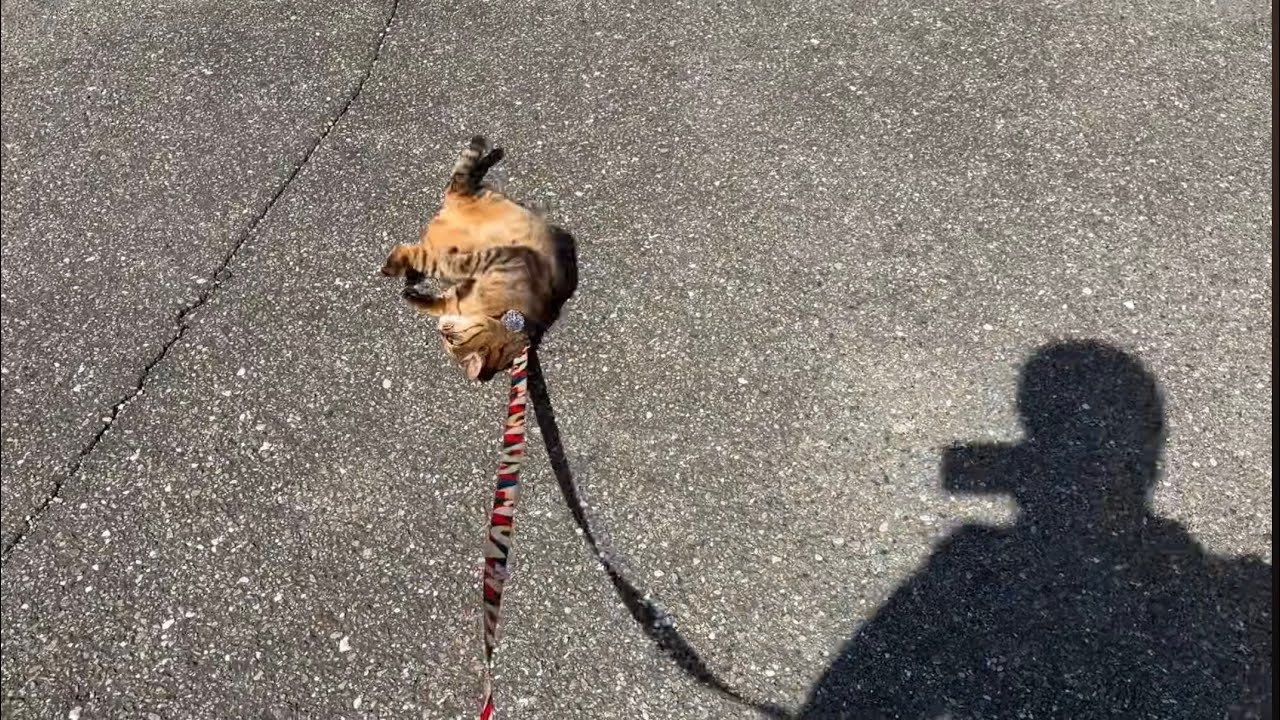 クンクンゴロントトトー