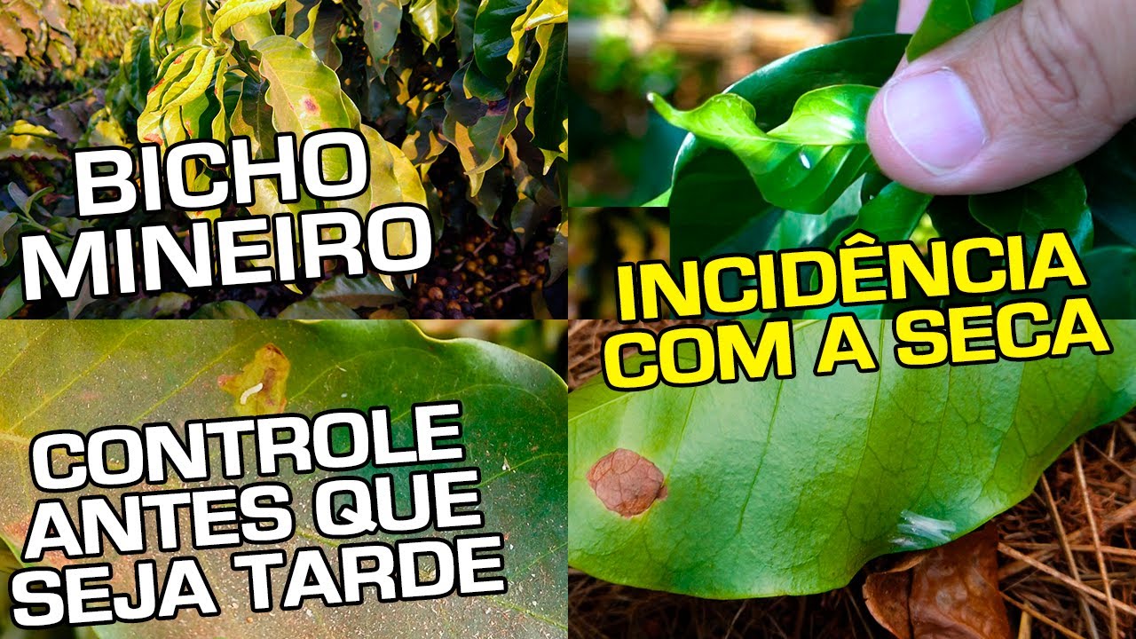 Bicho Mineiro | Incidência em Áreas Frias? | Controle Antes que Seja Tarde | No Pé do Café