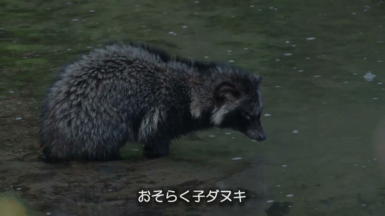川に落ちたタヌキを救出してみた