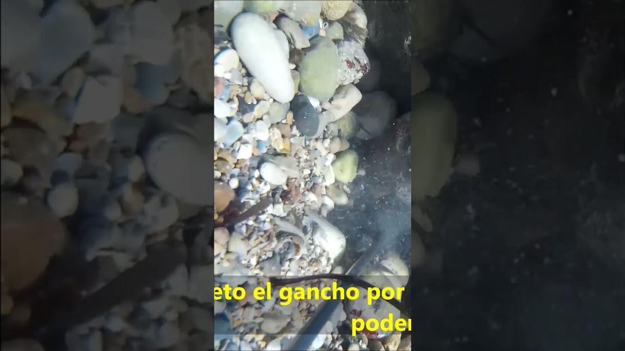 PESCA DEL PULPO CON GANCHO, ESTABA AH&Iacute; ENTERRADO EN GRAVA