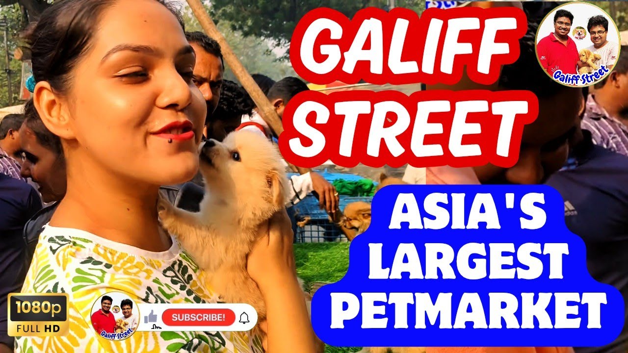 Galiff Street Pet Market Kolkata | dog market in kolkata | Dog Price | Gallif street kolkata | Dogs