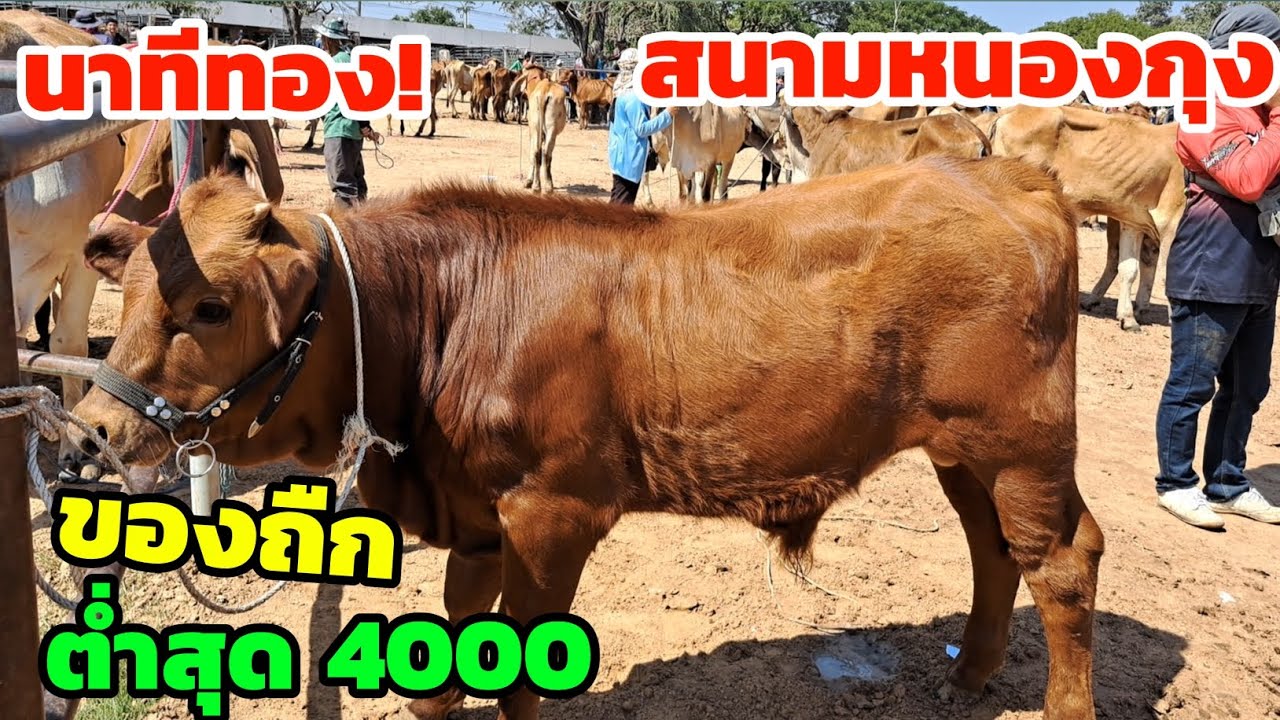 เริ่มต้นเบาๆ‼️29 ม.ค.69 สนามหนองกุง ของถืก สวนกระแส ต่ำสุด 4000 มือใหม่อยากเลี้ยงรีบชมเลย