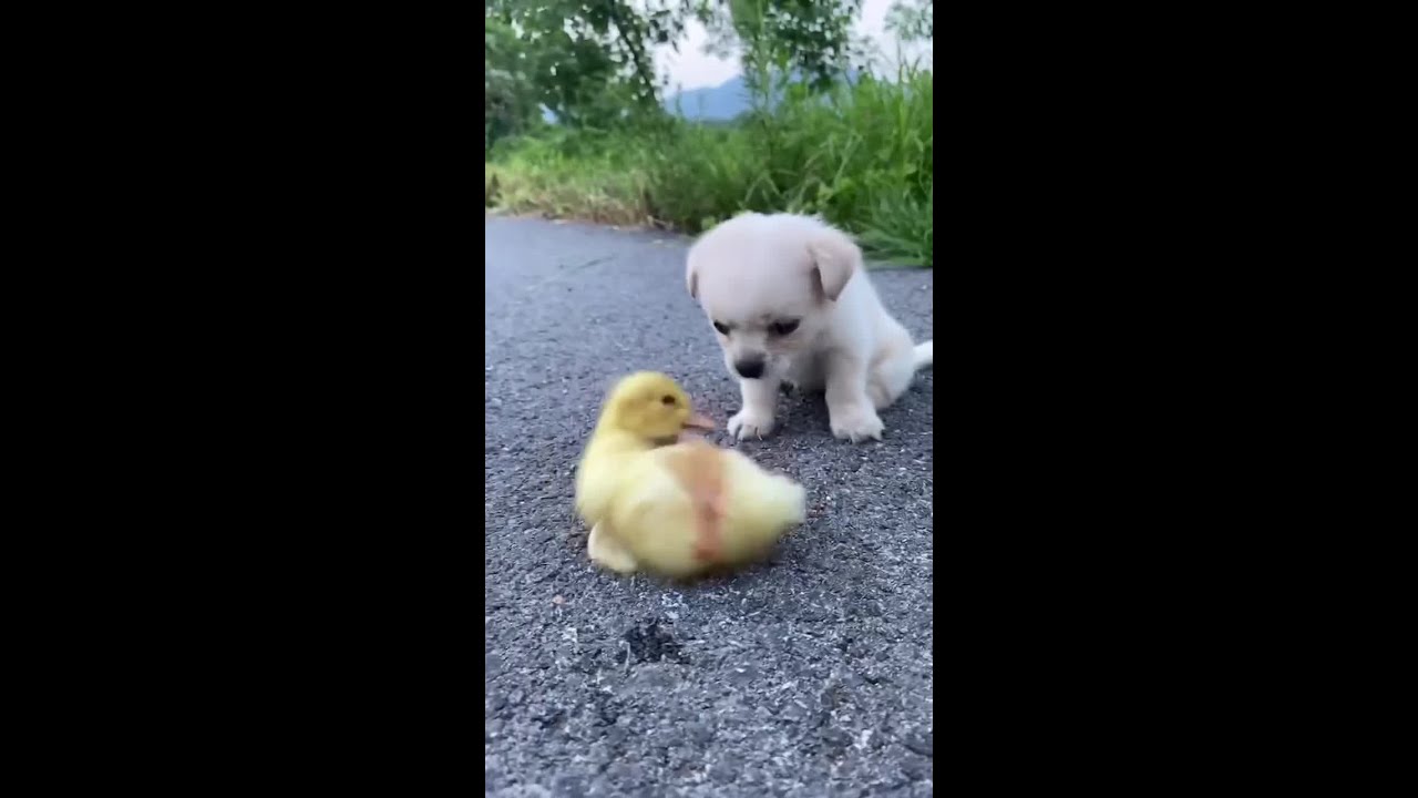 Smart Dog and cat cute #shorts #9954