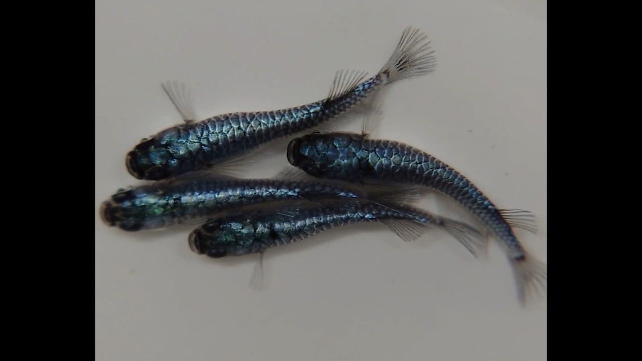 龍鱗0312【メダカ】