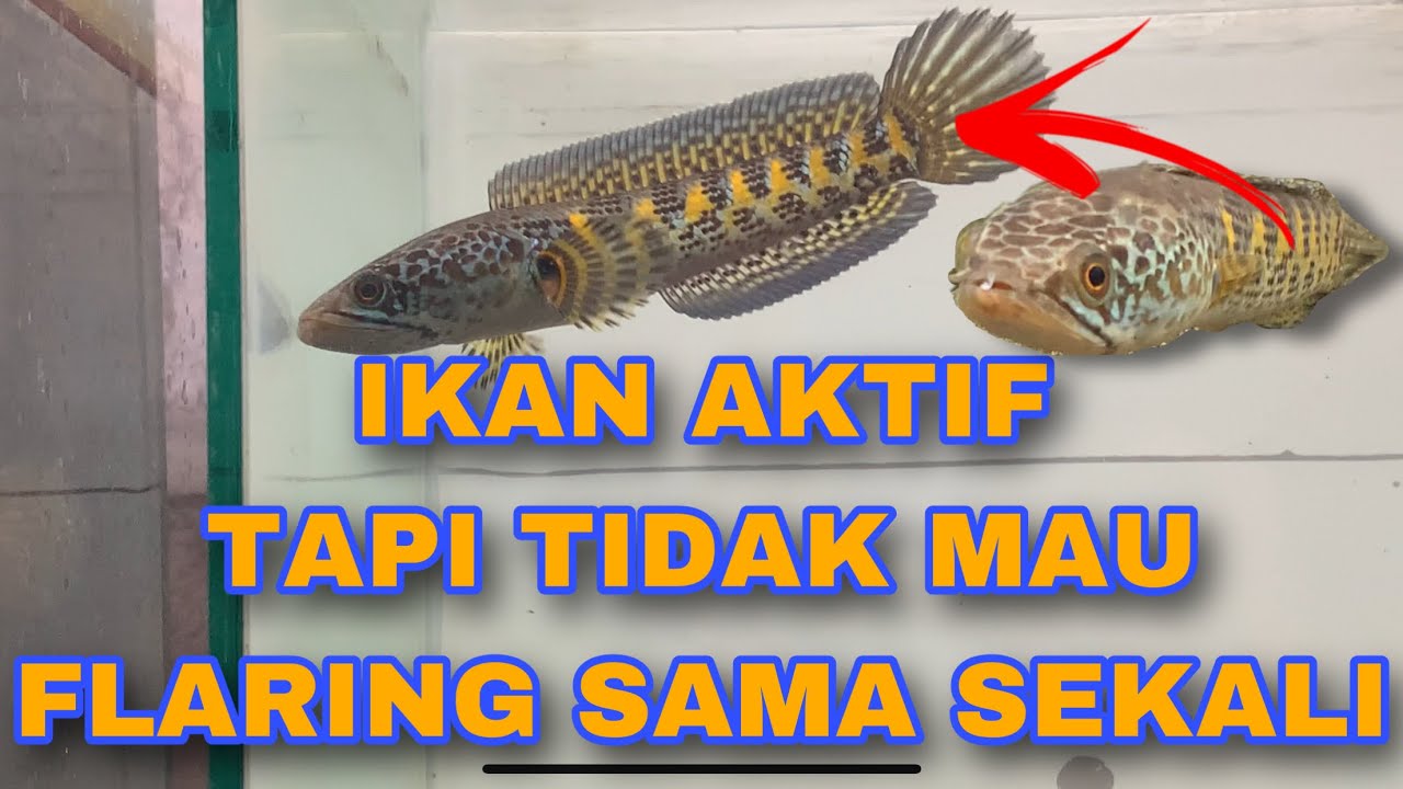 AKTIF TAPI GK MAU FLARING⁉️ UNBOXING AURANTI MODE POCONG‼️😂 #channaauranti #auranti