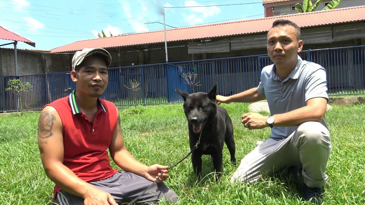 Trại chó H'Mông Cộc - Xanh Mướt tại Sóc Sơn - Hà Nội / NhamTuatTV - Dog in Vietnam