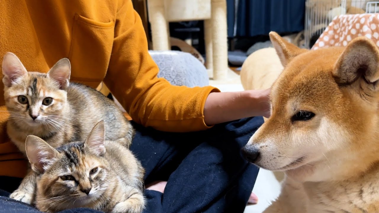 飼い主が大好きな猫たちは何をしててもくっついてきます…！
