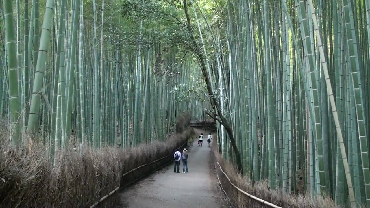 The Bamboo forest in Kyoto