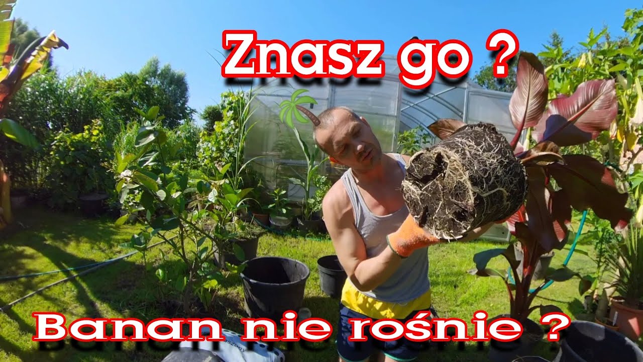 Przesadzanie bananów do większej donicy. Bananowiec nie rośnie ? Porady z ogródka 🌱