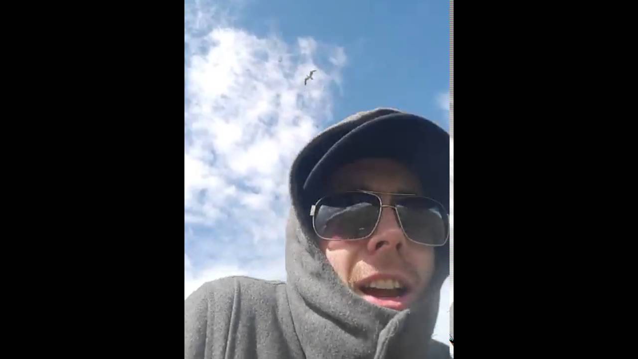 Viral Video UK: Attack of the Seagulls