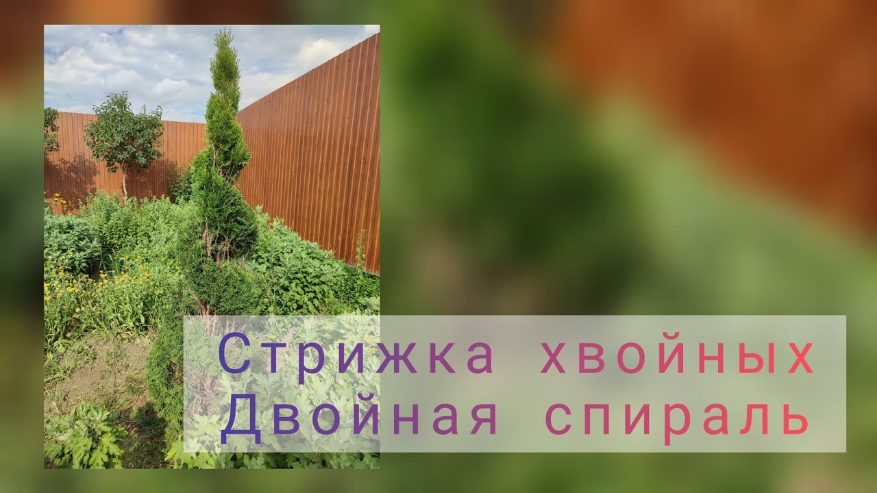 Как сделать спираль из Туи? Стрижка хвойных. Двойная спираль.