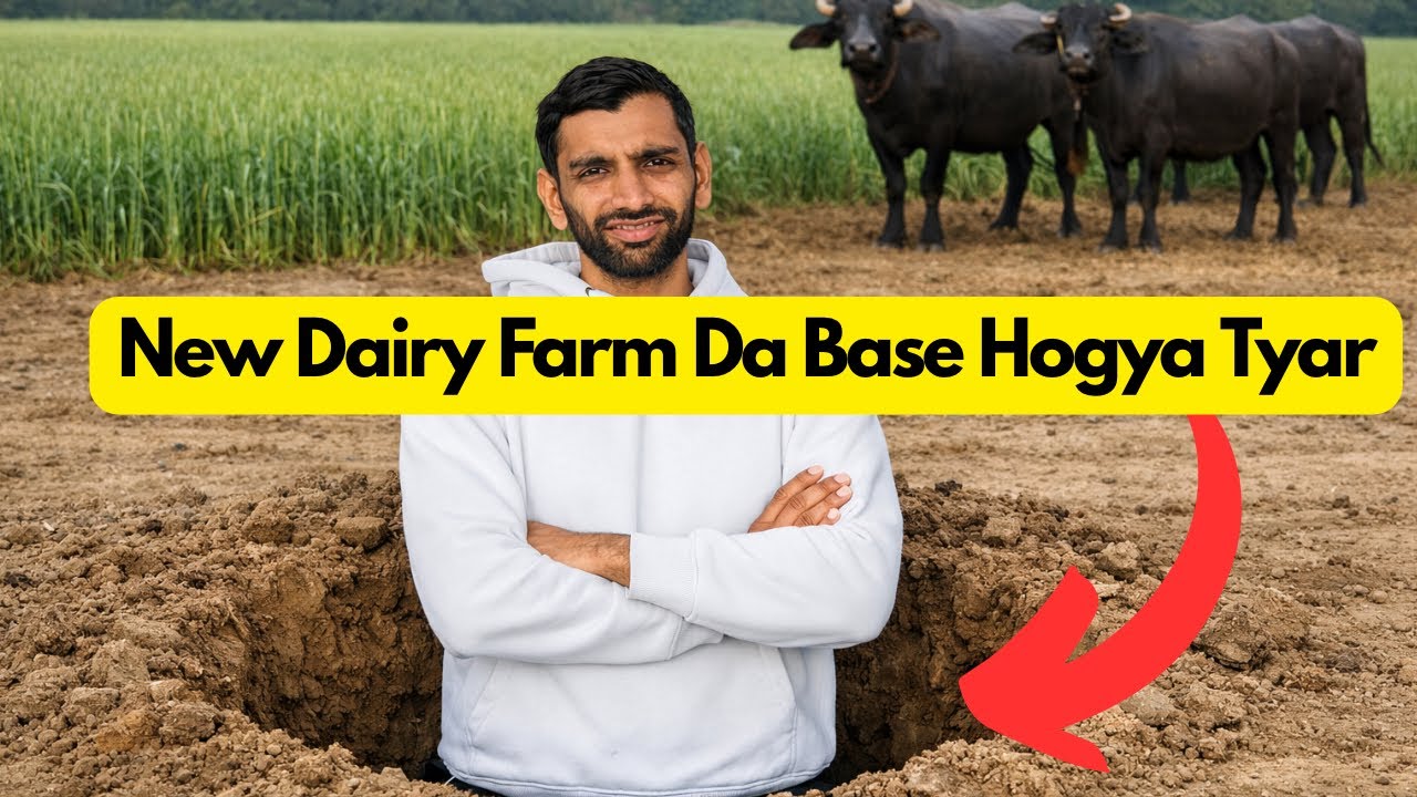 Dairy Farm De Shed Da Base Hogya Tyar | Building India&rsquo;s Biggest Dairy Farm. Episode-7.