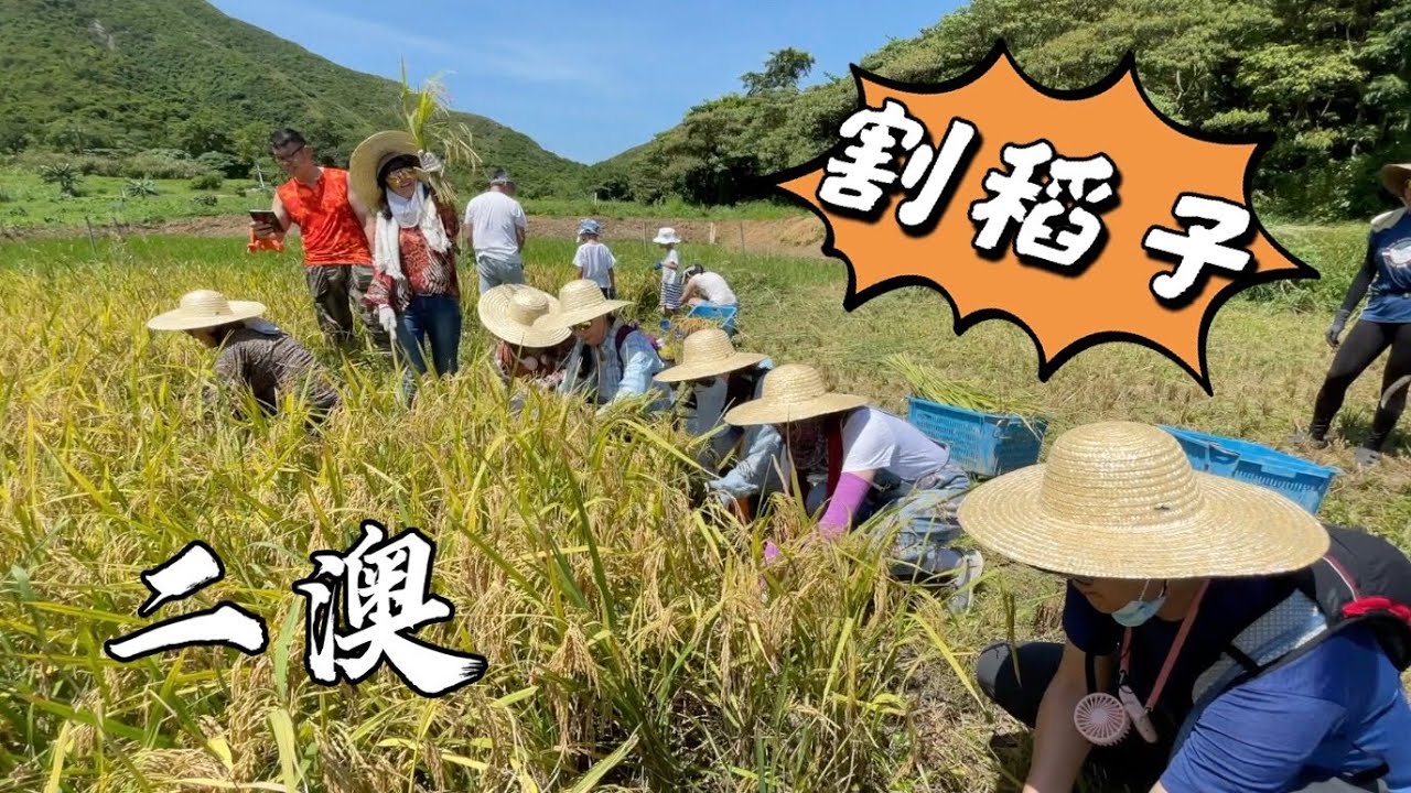 【香港好去处】二澳｜割稻子｜Hong Kong Farming
