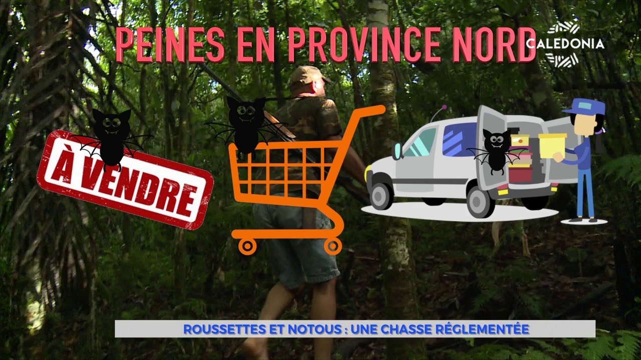 Roussettes et notous : une chasse r&eacute;glement&eacute;e
