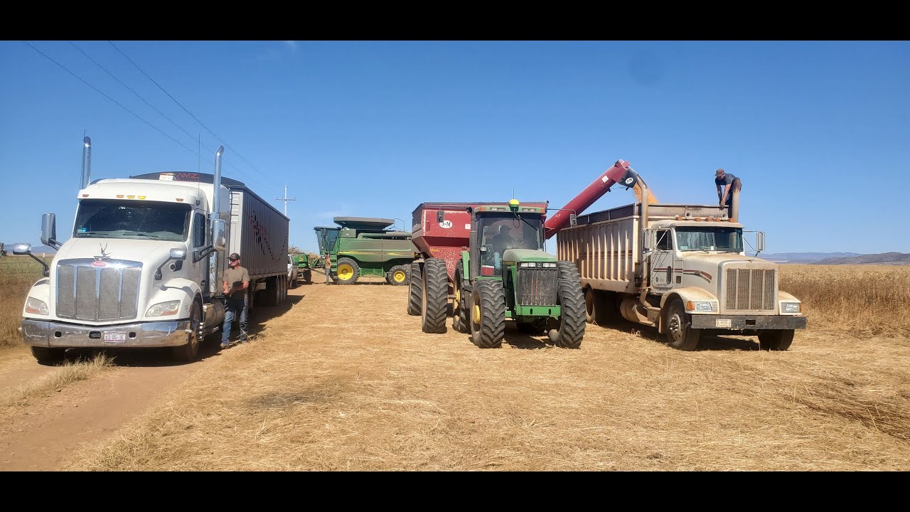 Threshing 2025