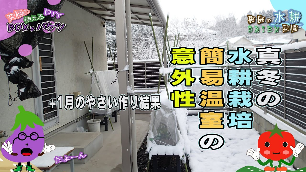 【裏庭の水耕菜園】この冬は簡易温室で乗り切れるかも！+1月のやさい作り