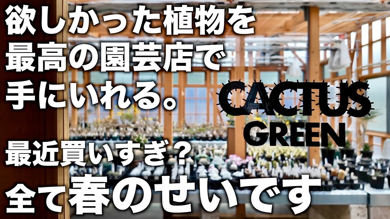 【CACTUS GREEN】ここでしか買えない超希少植物を買いました｜塊根植物