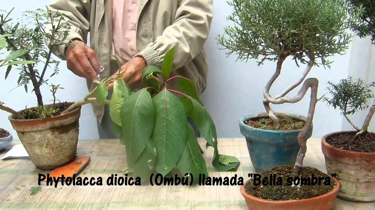 El Ombú  y el Mirto