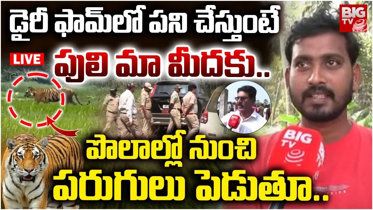 Rajahmundry Tiger Latest Updates | పులి మా మీదకు.. | Tiger Hulchul In East Godavari District | BIGTV