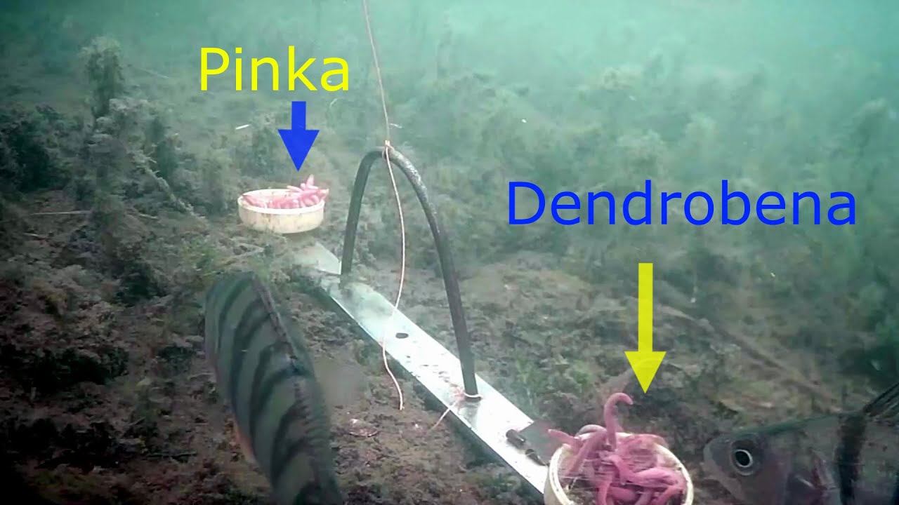 Dendrobena kontra Pinka