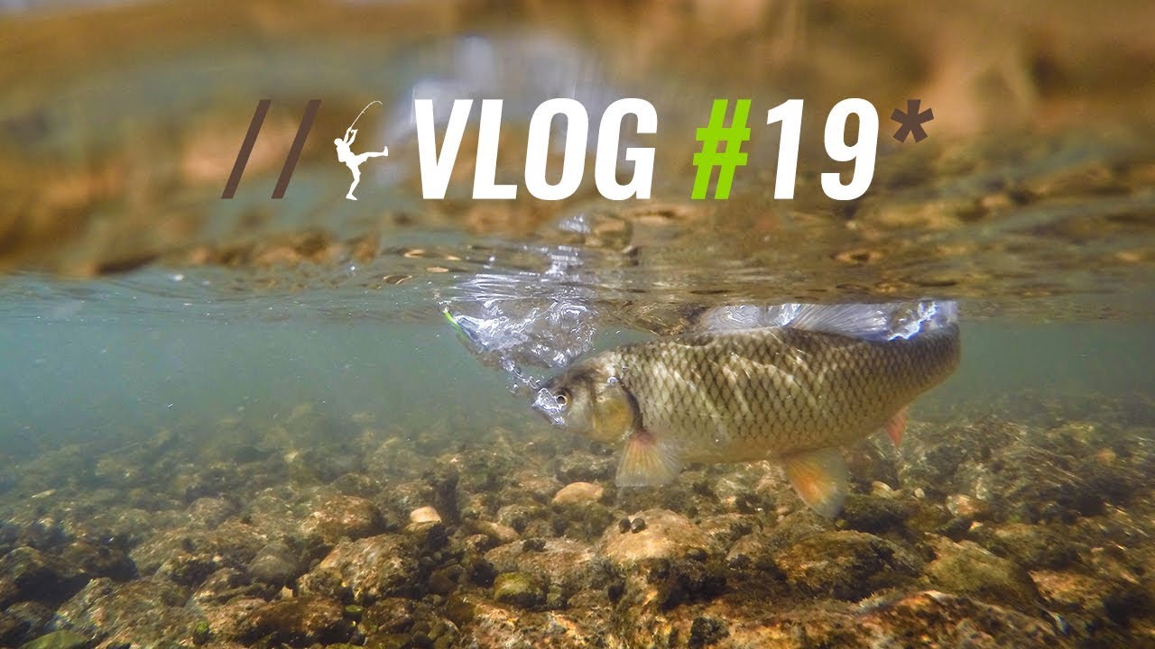 Maelstrom Fishing Vlog #19: DUO Gambrel vs Chub