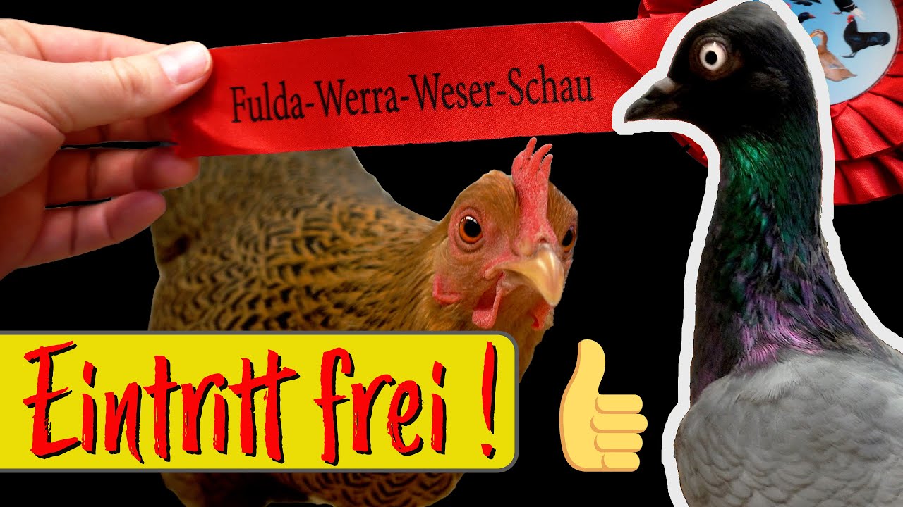 Rassegeflügel Vielfalt auf der Fulda-Werra-Weser Schau 2021: Ein digitaler Rundgang