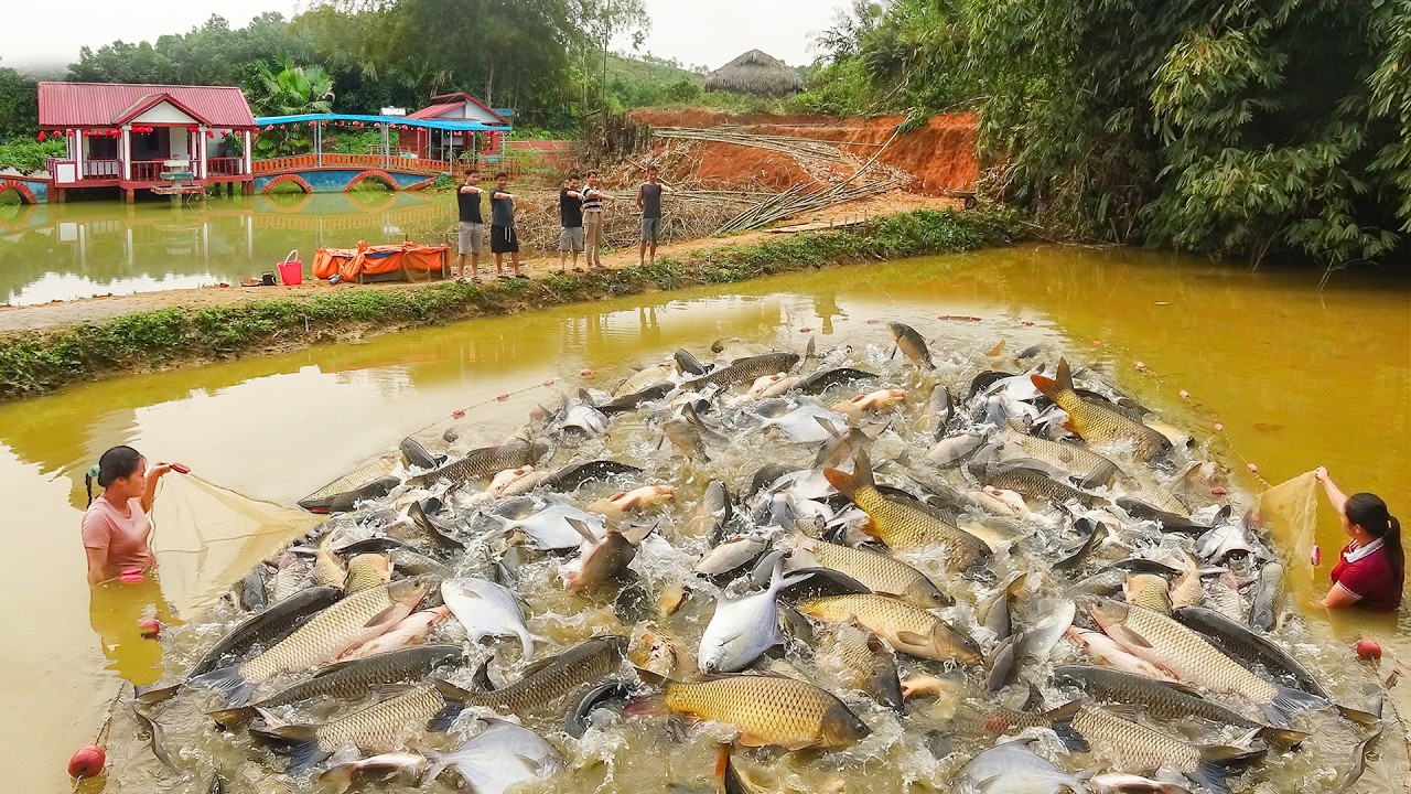 Dredge Fishing Nets Harvest Lots Of Big Fish, Sell ​​All The Fish To Local People at the Farm