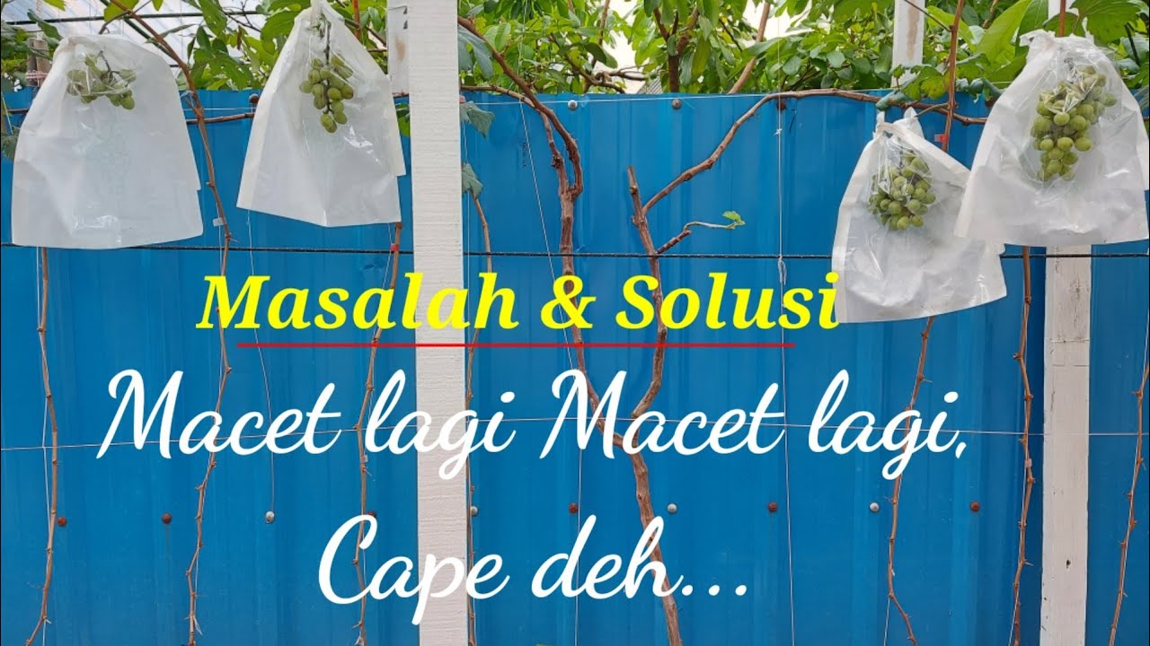 Macet Pertumbuhan Pohon Anggur Import, SOLUSI nya???