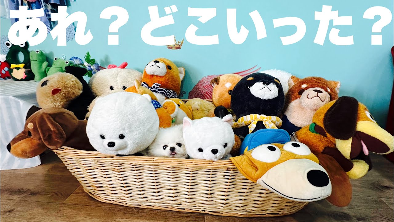 【mokomokko】新しくてキレイな愛知県のドッグランに行ってきました！