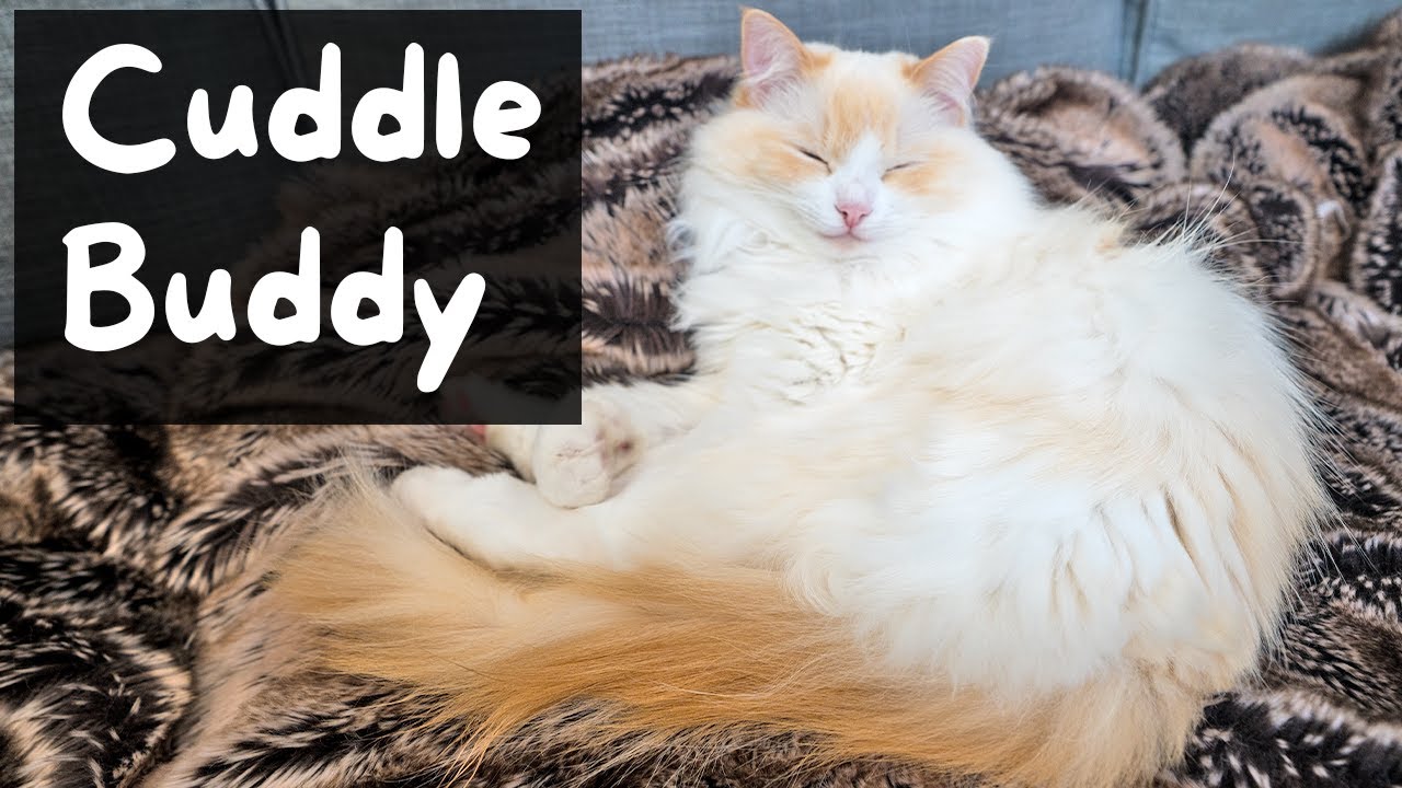 Why do Cats want to Sleep with You (Your Cuddle Buddy) | The Cat Butler