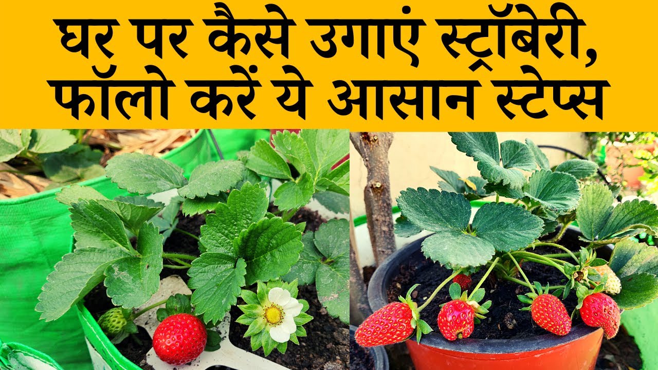 घर पर कैसे उगाएं स्ट्रॉबेरी, फॉलो करें ये आसान स्टेप्स | How To Grow Strawberry At Home In Hindi