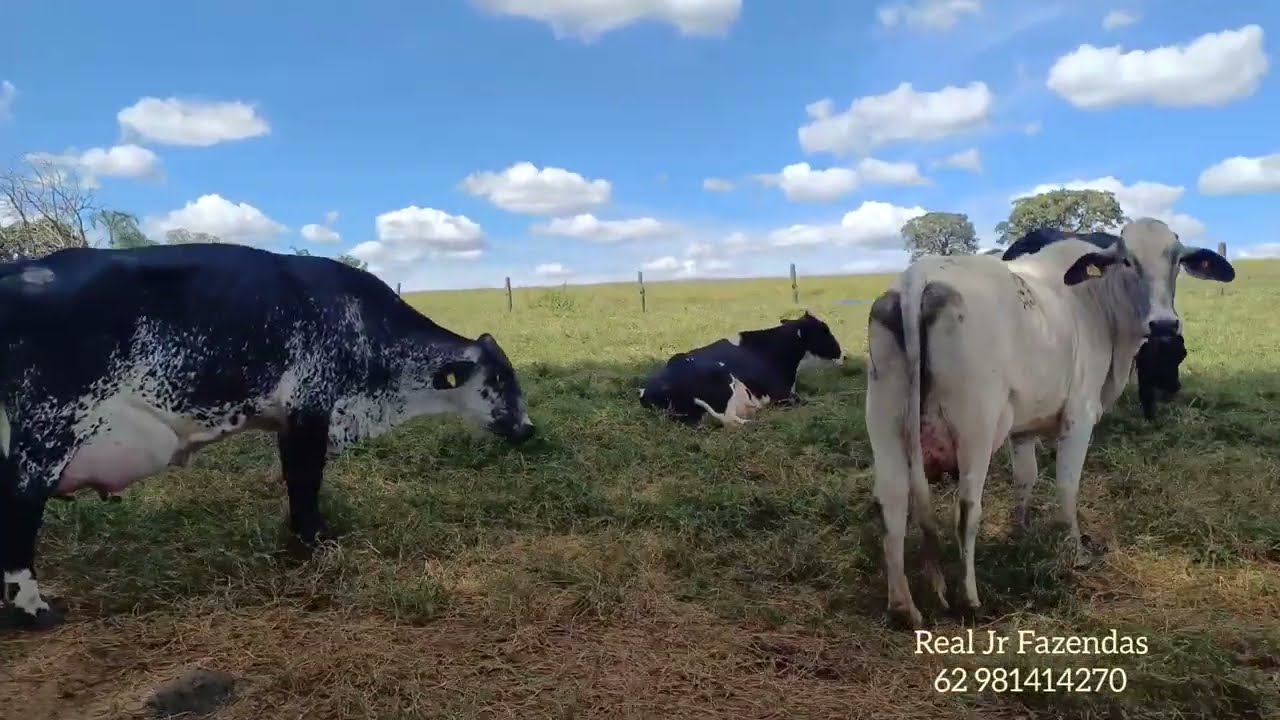 Chácara LUXO 2.5 ALQU VALOR 2.300.000 Próx Bela Vista Escuta proposta 62 981414270 50 km de Goiânia